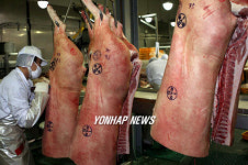 탐라유통 육가공공장 돼지 도축 작업