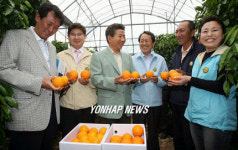 노대통령, 감귤 농가 현장방문
