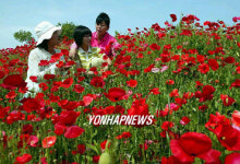 함평 자연생태공원의 꽃양귀비