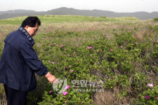 <태안 신두리사구 생태 서서히 복원>