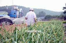 소각장 연기 습격..농작물 고사