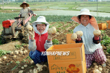 충남 서산 팔봉산 햇감자 인기