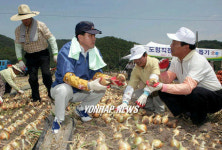 도지사와 군수의 양파 수확