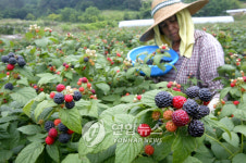 <카메라뉴스> 제철맞은 복분자 수확