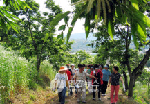 <공주 숲 속의 밤꽃 잔치 열려>