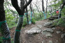 확산되는 참나무 시들음병