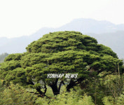 한 폭의 그림 같은 천년송