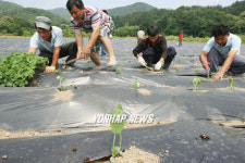 통일의 콩 심어요