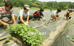 통일의 콩 심어요