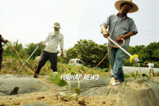 통일의 콩 심어요