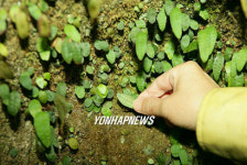 충남 서산서 고란초 군락지