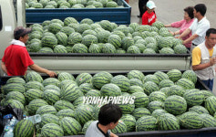 제주산 햇수박 맛보세요