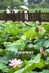 전주 덕진공원 연꽃 장관