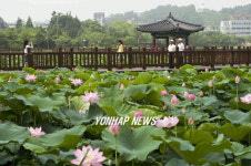 전주 덕진공원 연꽃 장관