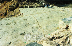 화순 공룡발자국 화석지 천연기념물 지정예고