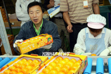 감귤 포장 작업하는 손학규