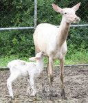 <돌연변이 엘크 사슴 흰색 새끼 출산 `눈길>