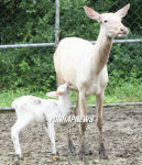 엄마 닮아 저도 흰색인가 봐요