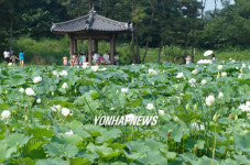 김제 청운사로 연꽃 구경하러 오세요