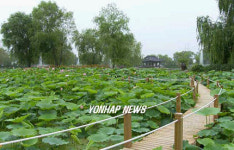 제5회 부여 서동 연꽃축제