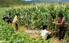 北, 장마철 농작물 살피는 농민