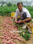 탐스런 보은 황토밤고구마 수확 한창
