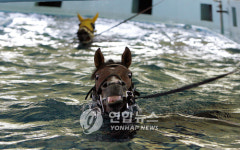 <경주마 팔자가 상팔자?>