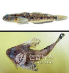 신종생물 102종 국내서 무더기 발견