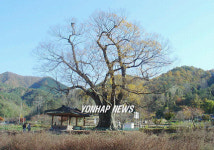 장성 단전리의 느티나무