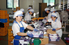 남원 춘향골 포도 103t 美 수출