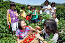 <울산 여름방학 농촌체험지로 각광>