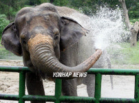 코끼리의 여름나기