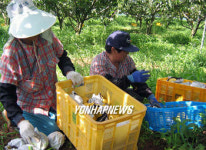 이것이 지금 막  딴 나주산 햇배랍니다
