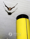 <주유소 점거(?) 해남군 박쥐들 화제>