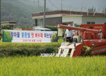 경북 첫 벼베기
