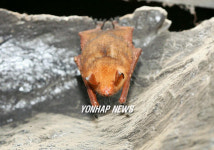 동해 천곡동굴에 출현한 황금박쥐