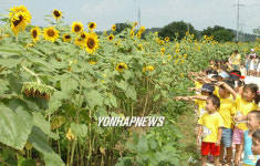 해바라기 보며 즐거워하는 꼬마들