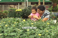 화훼단지 국화 잔치