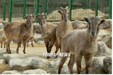 서울대공원,수입동물 23년 만에 역수출
