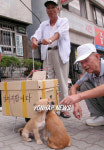 도심속 시골정취 강아지 팝니다