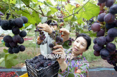 정읍 신태인 유기농포도 수확