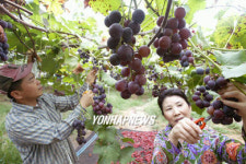 정읍 신태인 유기농포도 수확