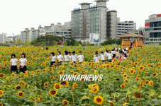 안산 도심 속 해바라기 꽃 축제