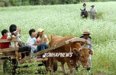 봉평은 지금 메밀꽃필 무렵