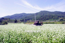 안동 신전리 마을에 메밀꽃 활짝