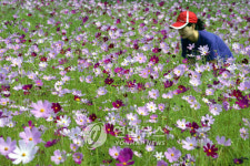 삼척 오십천 둔치 코스모스 `활짝