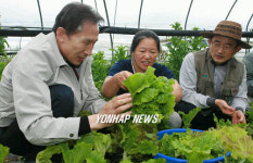 유기농 상추 뜯는 이명박 대선후보