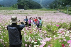 <카메라뉴스> 무주리조트 코스모스 장관