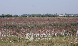 <고려인 강제이주 70년> (4)수난의 역사