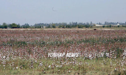 <고려인 강제이주 70년>(4)이주 역사와 수난-구 김병화농장